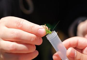 Kuzuyayla'da biyoçeşitlilik haritası çıkarıldı