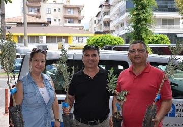 Büyükşehir'den üreticiye zeytin fidanı desteği