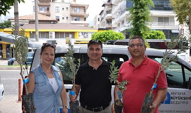 Büyükşehir'den üreticiye zeytin fidanı desteği Büyükşehir'den üreticiye zeytin fidanı desteği