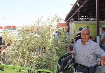 Büyükşehir'den 19 ilçeye 40 bin zeytin fidanı desteği