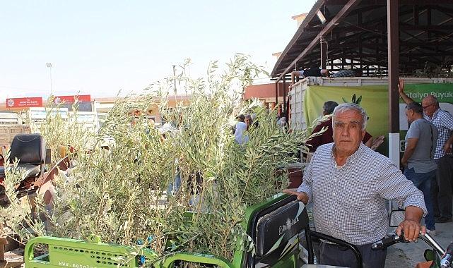 Büyükşehir'den 19 ilçeye 40 bin zeytin fidanı desteği Büyükşehir'den 19 ilçeye 40 bin zeytin fidanı desteği