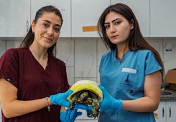 İzmir'de yangından kurtarılan kaplumbağanın tedavisi sürüyor