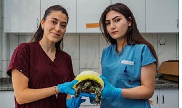 İzmir'de yangından kurtarılan kaplumbağanın tedavisi sürüyor