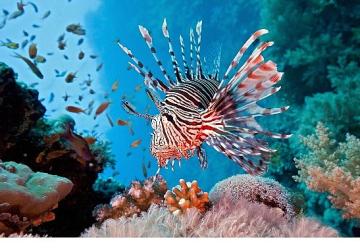 Vahşi Kıyılar Kuşağı'na Özel 'Resif Avcıları', 10 Ağustos Pazar 20.00'de National Geographic WILD Ekranlarında!