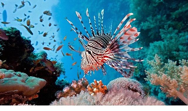 Vahşi Kıyılar Kuşağı'na Özel 'Resif Avcıları', 10 Ağustos Pazar 20.00'de National Geographic WILD Ekranlarında!