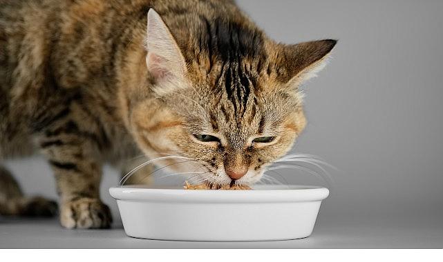 Veteriner Hekimlerden Yaz Alarmı: Kedi ve Köpekleriniz İçin Hemen Uygulayabileceğiniz 7 Öneri