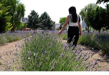 Keçiören Lavanta ve Gül Bahçesi Ziyaretçileri Mest Ediyor