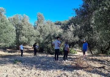 Zeytinin Ulaşım Yolları Araştırılıyor