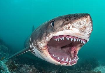 'Kusursuz Yırtıcı', 20 Temmuz Pazar 20.00'de National Geographic WILD Ekranlarında!