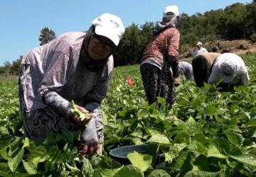 Badalan Fasulyesi Toprakla Buluştu, Çiftçiye Umut Oldu