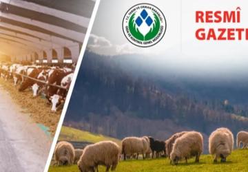 Koyun ve Keçi Yönetmeliği Güncellendi: Taahhütname Uygulaması Kaldırıldı