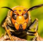 'Asya'nın Vahşi Eşek Arıları', 6 Eylül Cumartesi 20.00'de National Geographic WILD Ekranlarında!