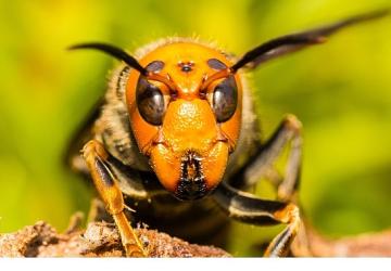 'Asya'nın Vahşi Eşek Arıları', 6 Eylül Cumartesi 20.00'de National Geographic WILD Ekranlarında!