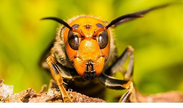 'Asya'nın Vahşi Eşek Arıları', 6 Eylül Cumartesi 20.00'de National Geographic WILD Ekranlarında! 'Asya'nın Vahşi Eşek Arıları', 6 Eylül Cumartesi 20.00'de National Geographic WILD Ekranlarında!
