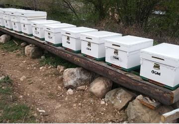 OGM: Odun dışı orman ürünlerinden ekonomiye 12 milyar TL katkı