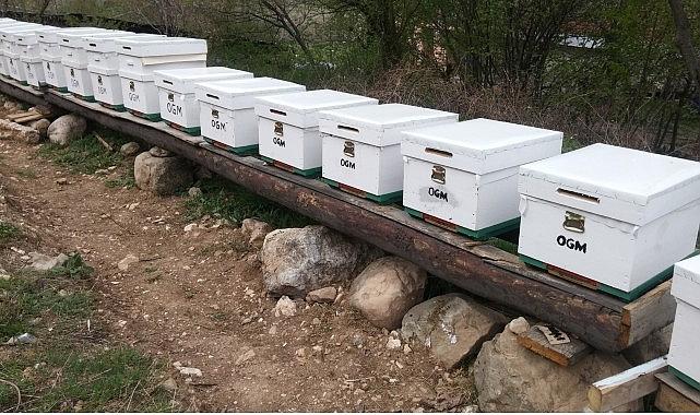 OGM: Odun dışı orman ürünlerinden ekonomiye 12 milyar TL katkı OGM: Odun dışı orman ürünlerinden ekonomiye 12 milyar TL katkı