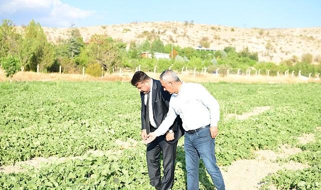 Meşhur Kazan Kavunu Sofralara Geri Dönüyor Meşhur Kazan Kavunu Sofralara Geri Dönüyor
