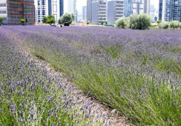 Lavanta ve Gül Bahçesi, Keçiören’de Hayran Bırakıyor