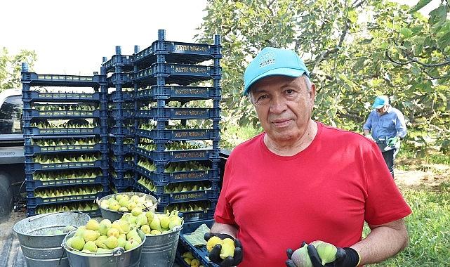 Nilüfer'de incir hasadı başladı Nilüfer'de incir hasadı başladı