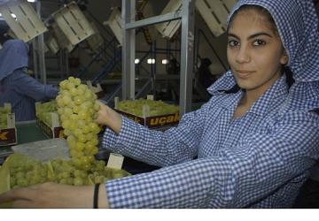 Superior Seedless çeşidi sofralık üzümün ihracat yolculuğu 16 Temmuz'da başladı