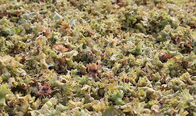 İnegöl Fındığında Hasat Zamanı İnegöl Fındığında Hasat Zamanı
