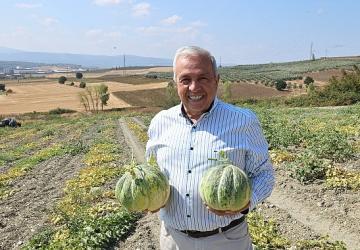 Nilüfer Konaklı'daki kavun üretimi iki kat arttı