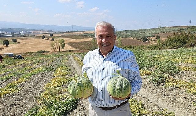 Nilüfer Konaklı'daki kavun üretimi iki kat arttı Nilüfer Konaklı'daki kavun üretimi iki kat arttı
