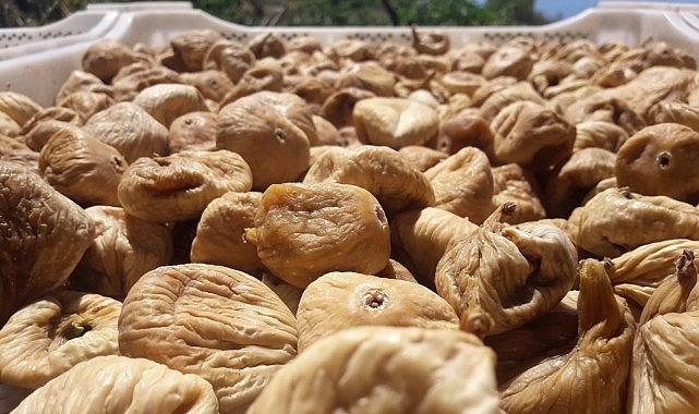 Kuru incirde aflatoksin ve okratoksinle mücadele için üreticilere 19 bin kerevet dağıtıldı Kuru incirde aflatoksin ve okratoksinle mücadele için üreticilere 19 bin kerevet dağıtıldı