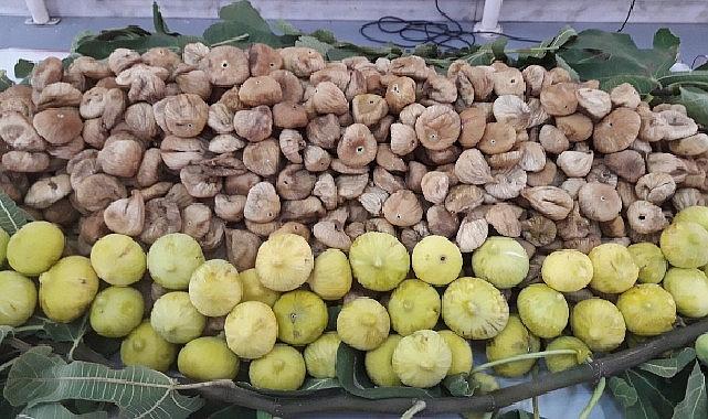 Kuru incirin ihracat yolculuğu 15 Ekim'de başlayacak