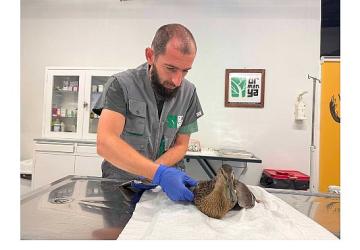 Yorgun ördeğin yardımına Büyükşehir yetişti