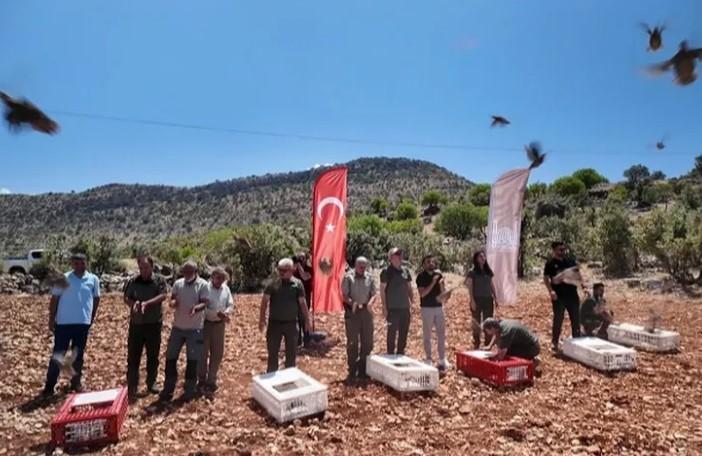 Mardin’de Keklikler Doğayla Buluştu Mardin’de Keklikler Doğayla Buluştu