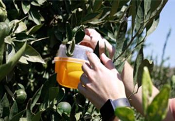 Büyükşehir'den üreticiye Akdeniz meyve sineği ile mücadele desteği