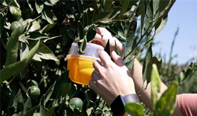 Büyükşehir'den üreticiye Akdeniz meyve sineği ile mücadele desteği