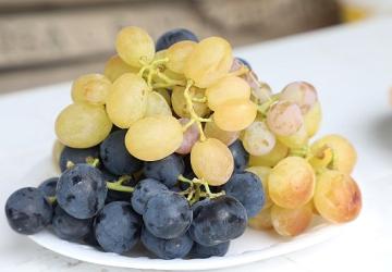 İnegöl Belediyesi'nden Çiftçiye Üzüm Hasadını Kolaylaştıran Destek