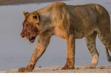 'Afrika'nın Nehir Devleri' 9 Ağustos Cumartesi 20.00'de National Geographic WILD Ekranlarında İzleyicilerle Buluşuyor!