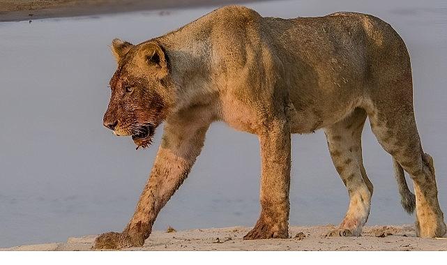 'Afrika'nın Nehir Devleri' 9 Ağustos Cumartesi 20.00'de National Geographic WILD Ekranlarında İzleyicilerle Buluşuyor!