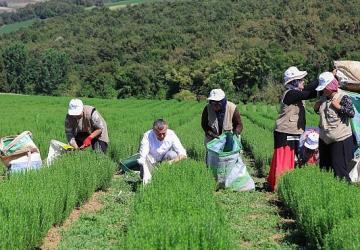 Büyükşehir destekliyor, üretim artıyor