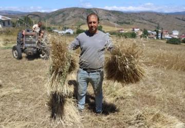 Ordu’da Siyez Buğdayı Üretiminde Büyük Artış