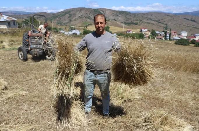 Ordu’da Siyez Buğdayı Üretiminde Büyük Artış Ordu’da Siyez Buğdayı Üretiminde Büyük Artış