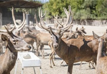 İyileşen kızıl geyik Paşa yeni yuvasında