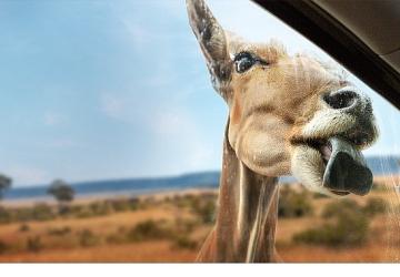 Yeni Seri 'Vahşi Türden Yakınlaşmalar', 3 Eylül Çarşamba 20.00'de İki Bölümüyle National Geographic WILD Ekranlarında İzleyicilerle Buluşuyor!