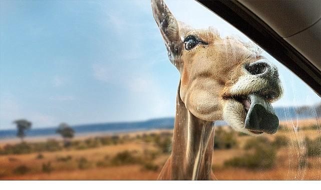Yeni Seri 'Vahşi Türden Yakınlaşmalar', 3 Eylül Çarşamba 20.00'de İki Bölümüyle National Geographic WILD Ekranlarında İzleyicilerle Buluşuyor! Yeni Seri 'Vahşi Türden Yakınlaşmalar', 3 Eylül Çarşamba 20.00'de İki Bölümüyle National Geographic WILD Ekranlarında İzleyicilerle Buluşuyor!