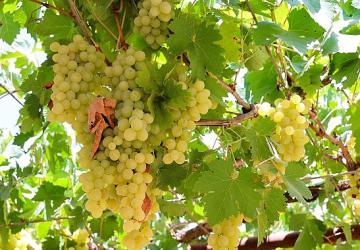 Antalya Büyükşehir'den üzüm sıkma makinesi desteği