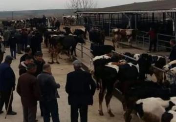 Edirne Keşan’da Canlı Hayvan Pazarına Kapatma Kararı