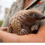 'Yavru Hayvanları Kurtarma', 27 Ağustos Çarşamba 20.00'de National Geographic WILD Ekranlarında!