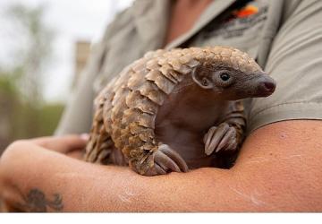 'Yavru Hayvanları Kurtarma', 27 Ağustos Çarşamba 20.00'de National Geographic WILD Ekranlarında!