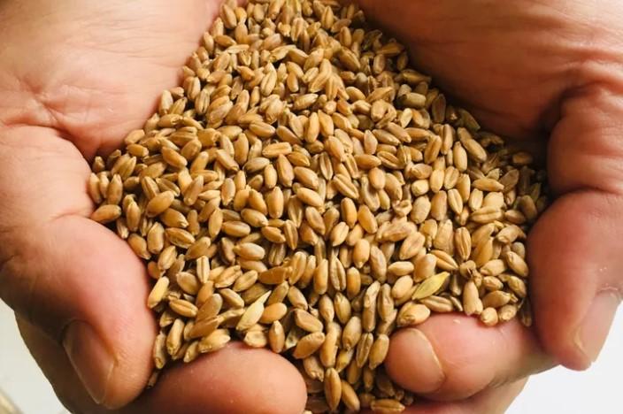 Muğla Milas’ta Üreticilere Karakılçık Buğday Tohumu Dağıtıldı Muğla Milas’ta Üreticilere Karakılçık Buğday Tohumu Dağıtıldı