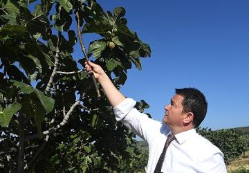 Osmangazi'den dünyaya açılan lezzet “Bursa Siyah İnciri"