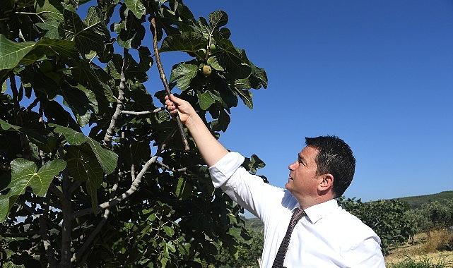 Osmangazi'den dünyaya açılan lezzet “Bursa Siyah İnciri"