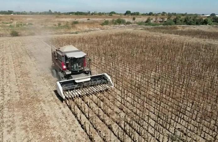 Belediye Projesiyle Ayçiçeği Hasadı Başladı